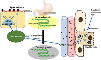 Ghrelin Enhancer, the Latest Evidence of Rikkunshito